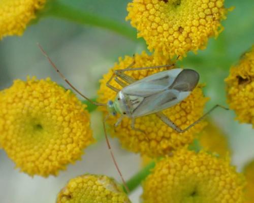 Adelphocoris lineolatus